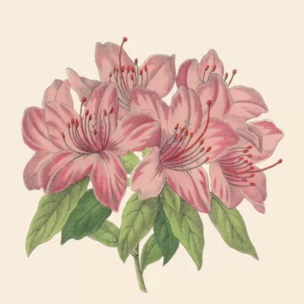 Meet your Posher, Azalea Collection